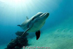 Doplhin by Patrick Neumann 